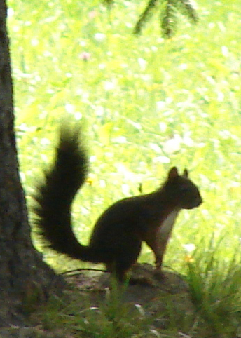 Goodreads profile picture for @chipmunk