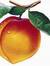 Peaches