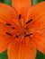 Fleurdelilley