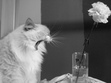 Kat Kat