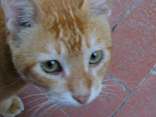Gaurav