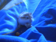 Alice