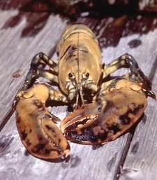 Lobster