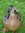 Jenny (puddleduck) | 2 comments