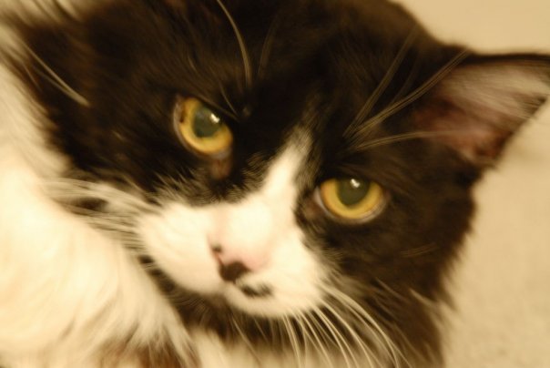 Goodreads profile picture for @frigate