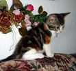 Annie