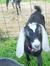 Guinevere