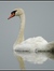 Swanelle