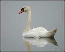 Swanelle