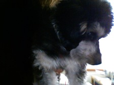 Susannah Skyer Gupta