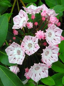 MountainLaurel