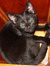 Trixie St. Claire
