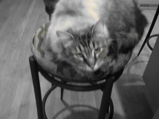 Goodreads profile picture for @pickles