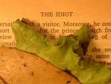 Benjaminmichaelsolomon