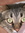 laura "Smeagol2" (bittenbyu2yahoocom) | 22 comments
