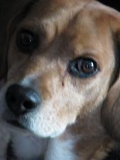 Lori