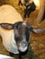 Tabitha