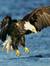 Eagle Girl2000