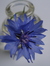 Cornflower