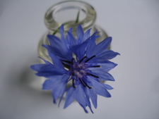 Cornflower
