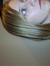 Abby2