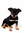 DOGS ROCK