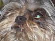 Rosie