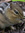 Chipmunk (Nanette) (chocolatechipmunks) | 4 comments