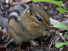 Chipmunk (Nanette)