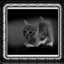 FogStar | ArmageddonStar -The Brave-