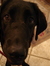 Addie