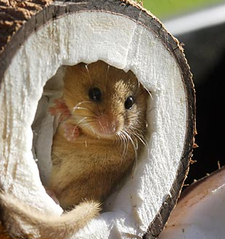 theDormouse