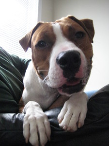 Magnus Ver Magnusson