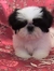 "aww look at the wittle puppie! She's SOOO CUTE!!"