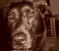 Molly Mcneil kennerk