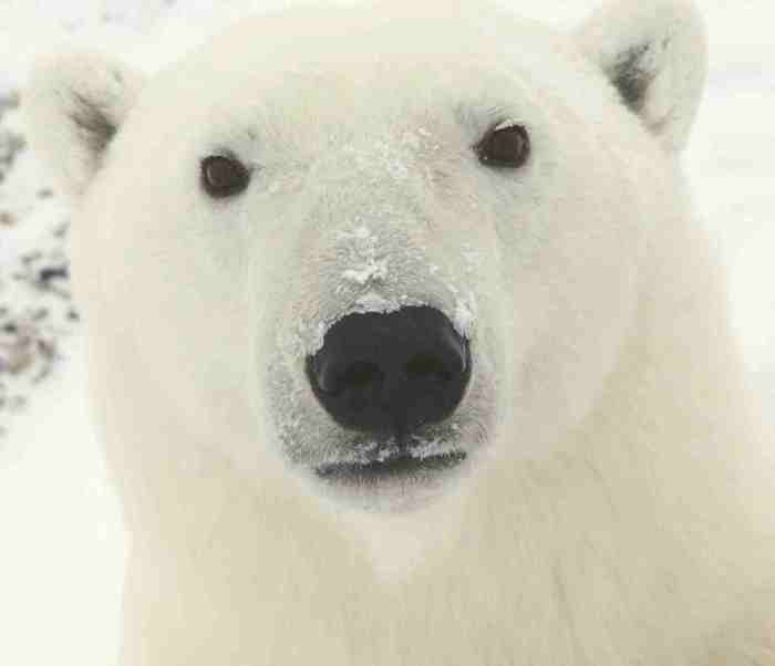 Goodreads profile picture for @arctic