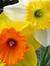 Daffodil