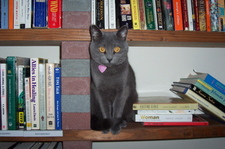Haley