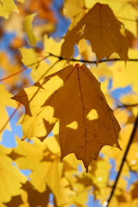yellow tree