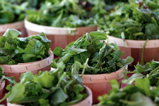 Arugula Files