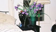 Lily