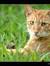 Willowstar