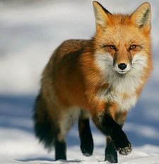 Fennec