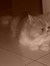 Avie