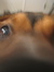 sheba