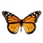 Shelli