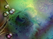 شیما  حسینی