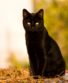 Black Cat