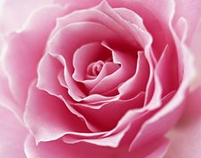 Mechele McDaniel Rose