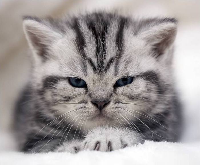 Goodreads profile picture for @cheshire